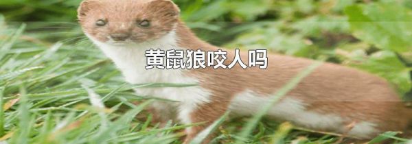 黄鼠狼咬人吗