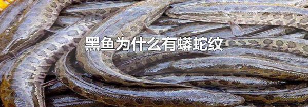 黑鱼为什么有蟒蛇纹