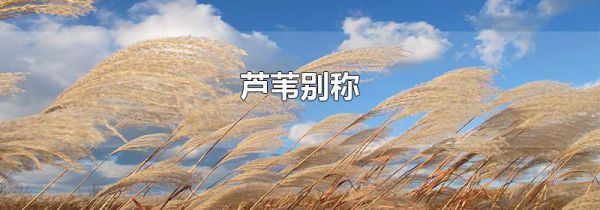 芦苇别称