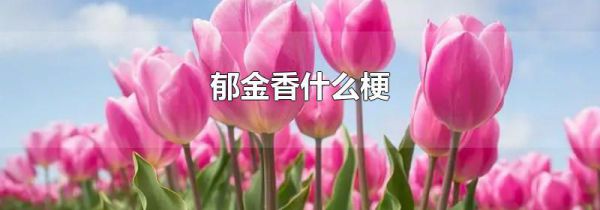 郁金香什么梗