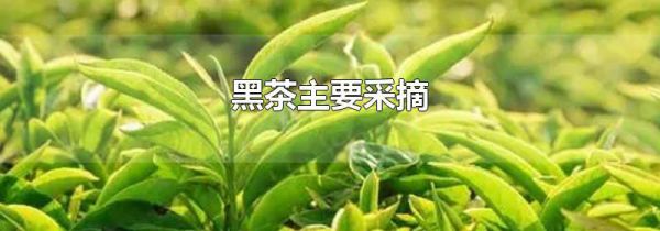 黑茶主要采摘