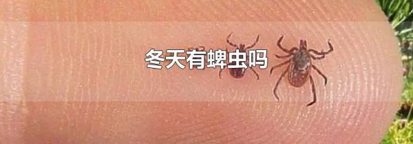 冬天有蜱虫吗
