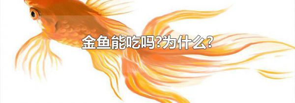 金鱼能吃吗?为什么?