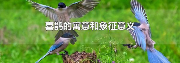 喜鹊的寓意和象征意义