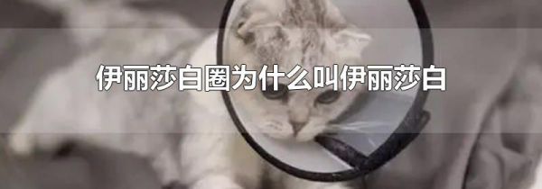 伊丽莎白圈为什么叫伊丽莎白