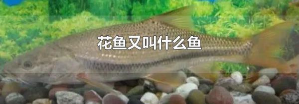 花鱼又叫什么鱼