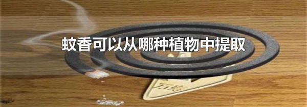 蚊香可以从哪种植物中提取