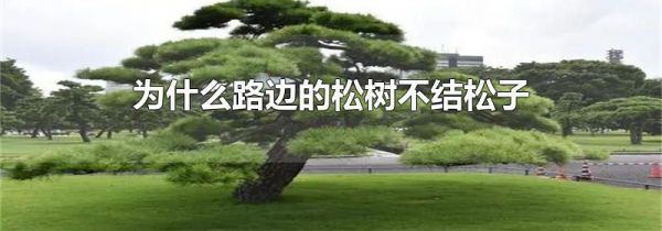 为什么路边的松树不结松子