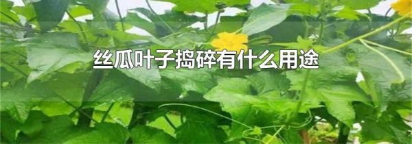 丝瓜叶子捣碎有什么用途