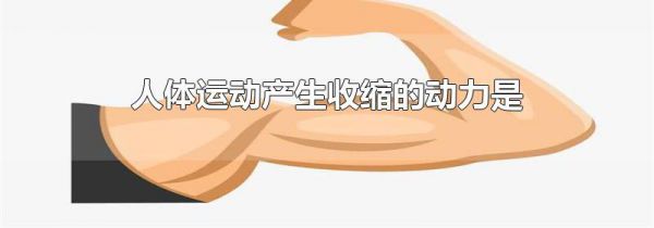 人体运动产生收缩的动力是