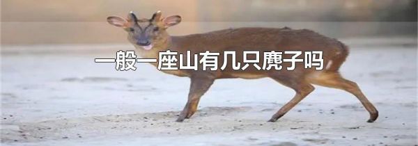 一般一座山有几只麂子吗