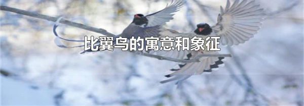 比翼鸟的寓意和象征
