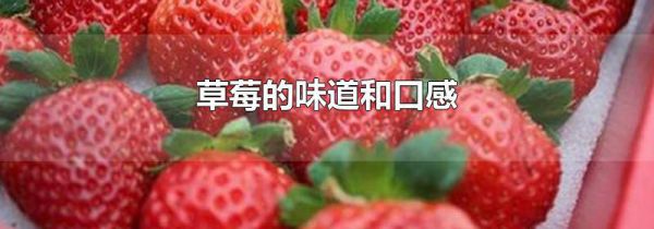草莓的味道和口感