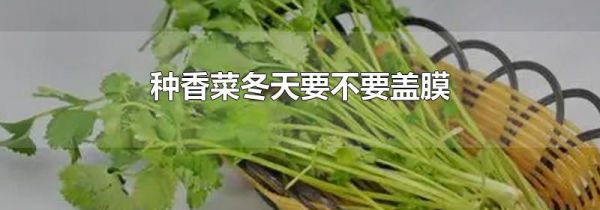 种香菜冬天要不要盖膜