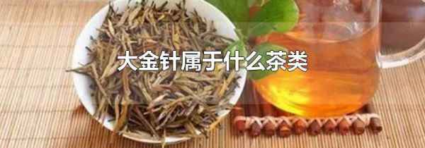 大金针属于什么茶类
