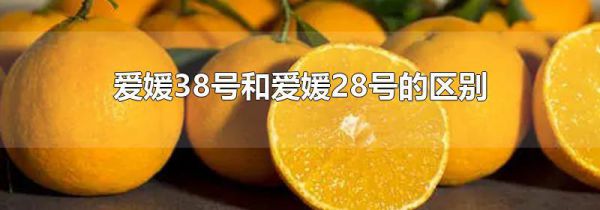 爱媛38号和爱媛28号的区别