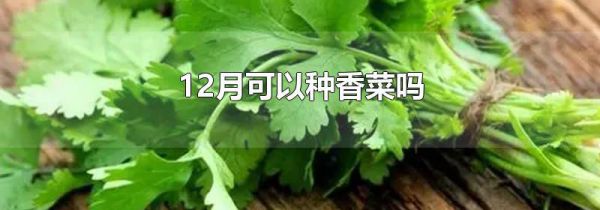 12月可以种香菜吗