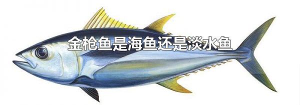 金枪鱼是海鱼还是淡水鱼