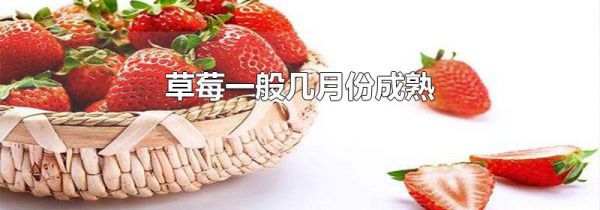 草莓一般几月份成熟