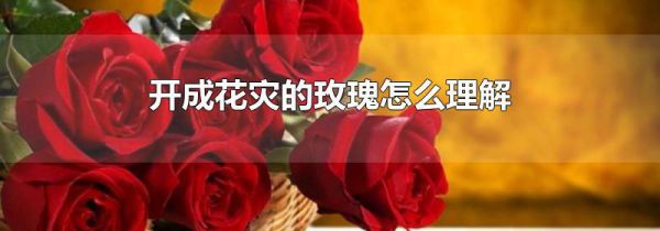 开成花灾的玫瑰怎么理解