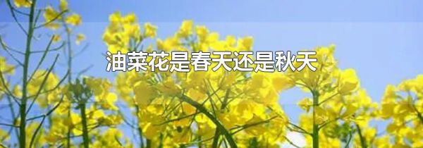 油菜花是春天还是秋天
