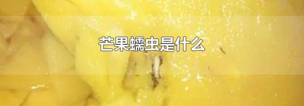 芒果蠕虫是什么