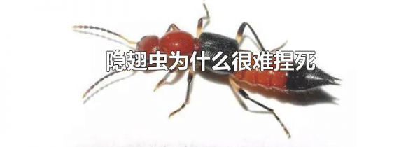 隐翅虫为什么很难捏死