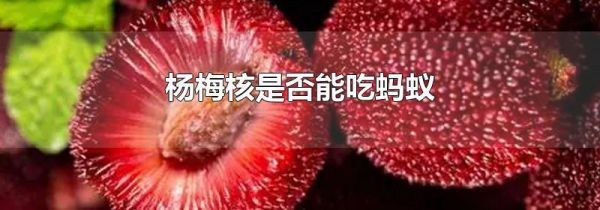 杨梅核是否能吃蚂蚁