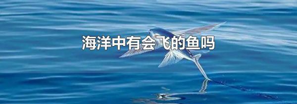 海洋中有会飞的鱼吗