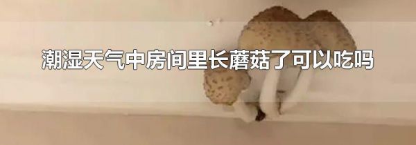 潮湿天气中房间里长蘑菇了可以吃吗