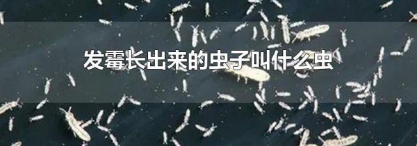 发霉长出来的虫子叫什么虫