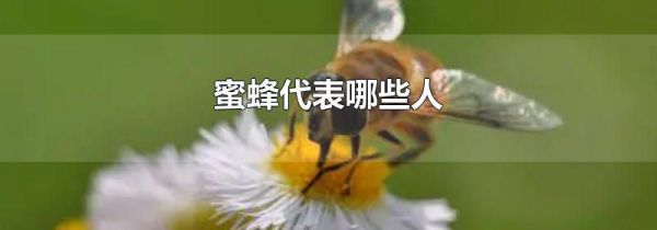 蜜蜂代表哪些人
