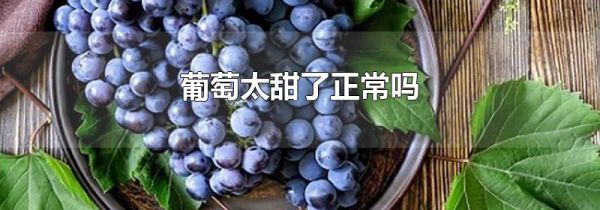 葡萄太甜了正常吗