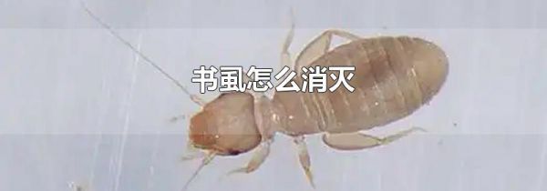 书虱怎么消灭