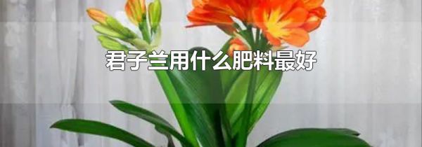 君子兰用什么肥料最好