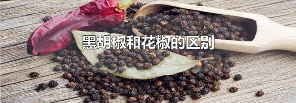 黑胡椒和花椒的区别
