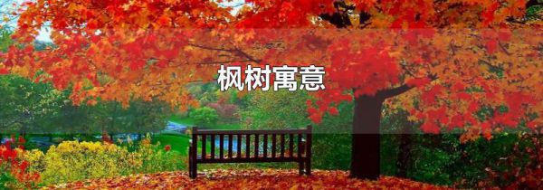 枫树寓意
