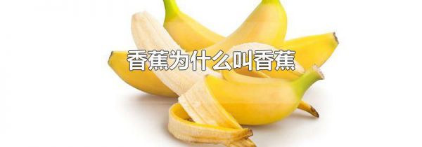 香蕉为什么叫香蕉