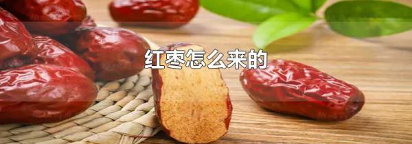红枣怎么来的