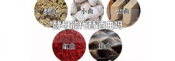 酵母能代替酒曲吗