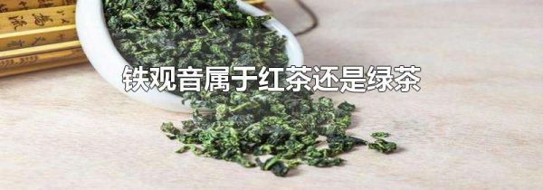 铁观音属于红茶还是绿茶