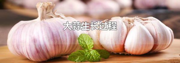 大蒜生长过程