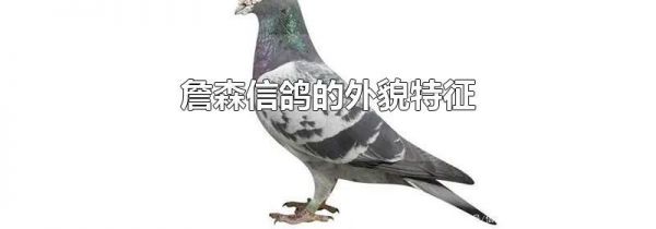 詹森信鸽的外貌特征