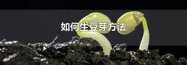 如何生豆芽方法