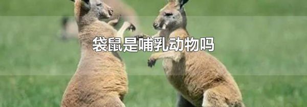袋鼠是哺乳动物吗