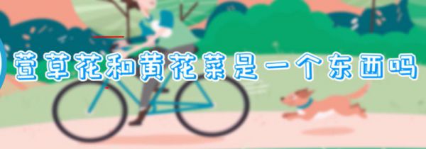 萱草花和黄花菜是一个东西吗