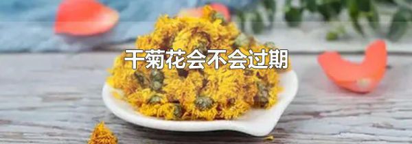 干菊花会不会过期