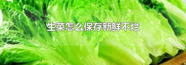 生菜怎么保存新鲜不烂