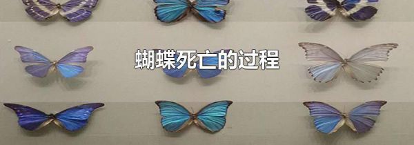 蝴蝶死亡的过程