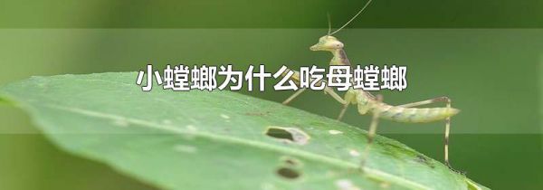 小螳螂为什么吃母螳螂